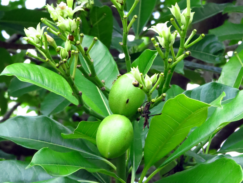 Shea fruit on a shea tree